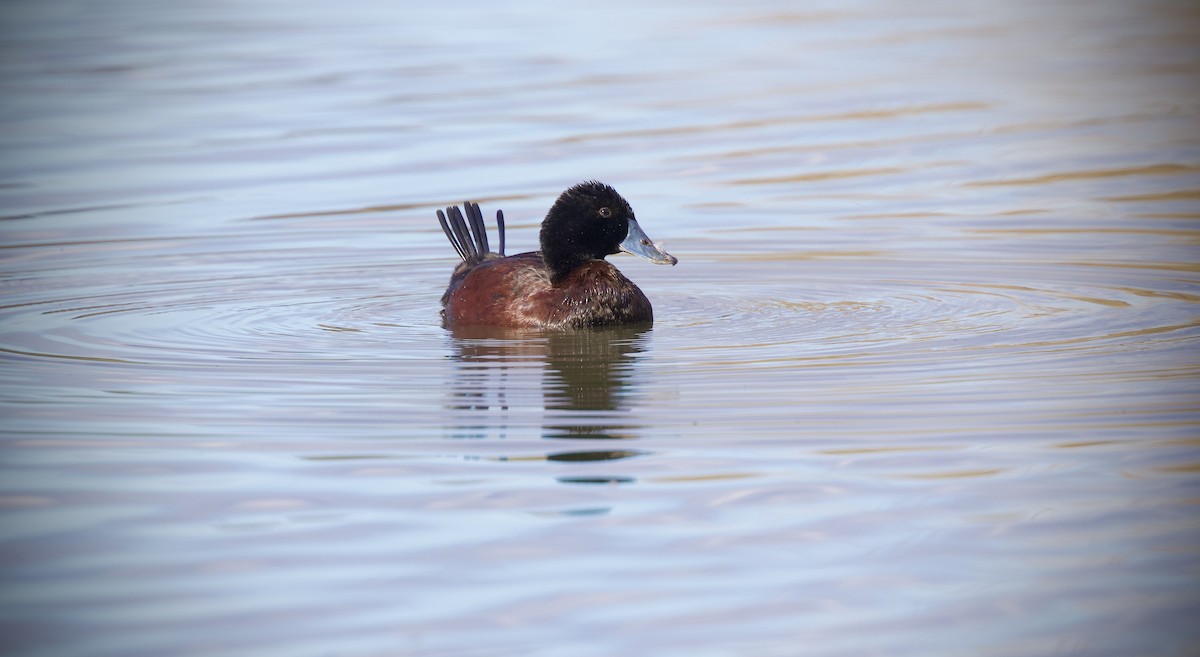Blue-billed Duck - ML638214779