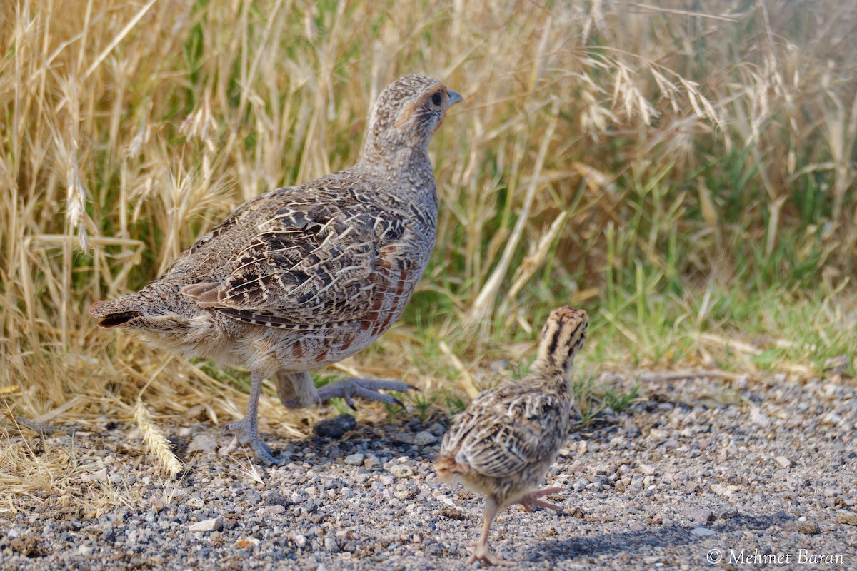Gray Partridge - ML638214786