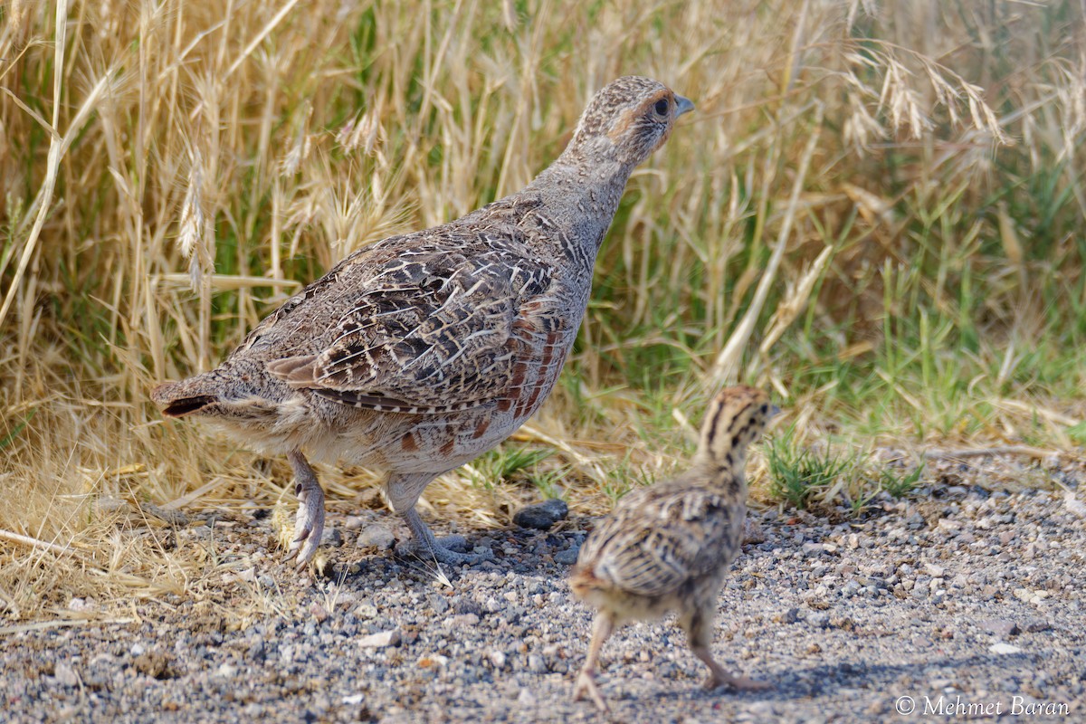 Gray Partridge - ML638214787