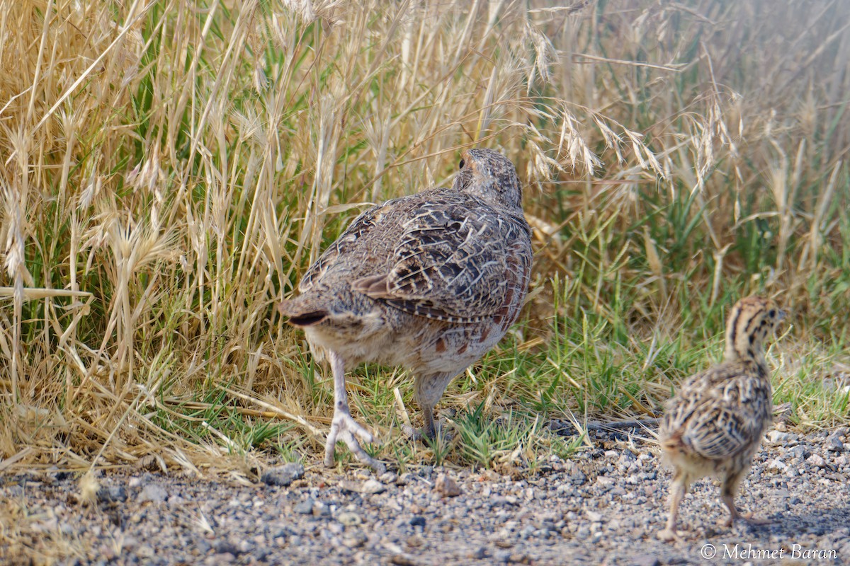 Gray Partridge - ML638214788