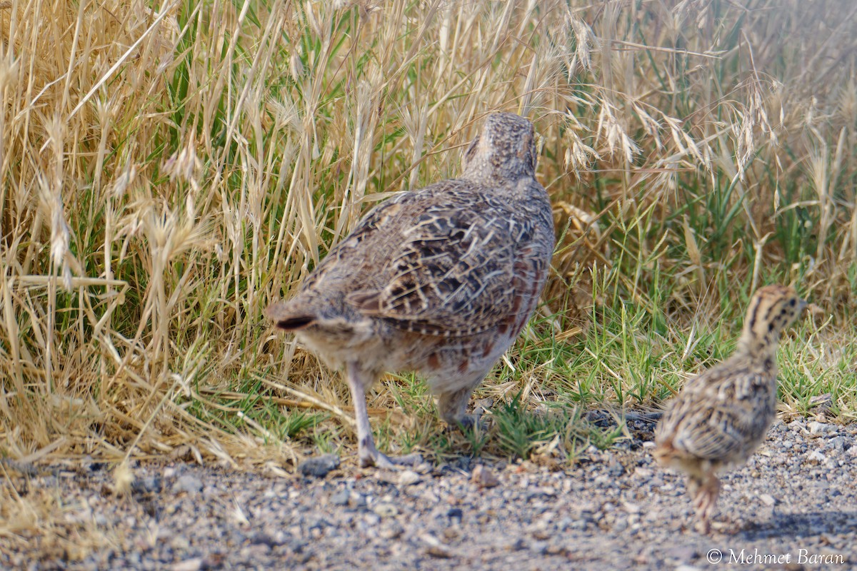 Gray Partridge - ML638214789