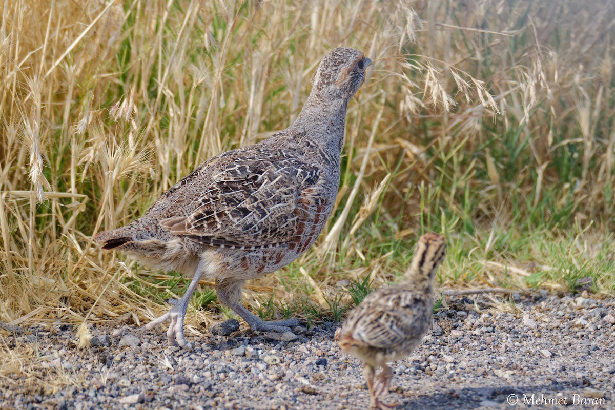 Gray Partridge - ML638214791