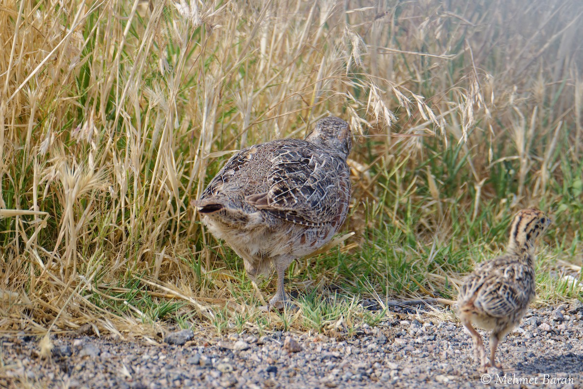 Gray Partridge - ML638214792