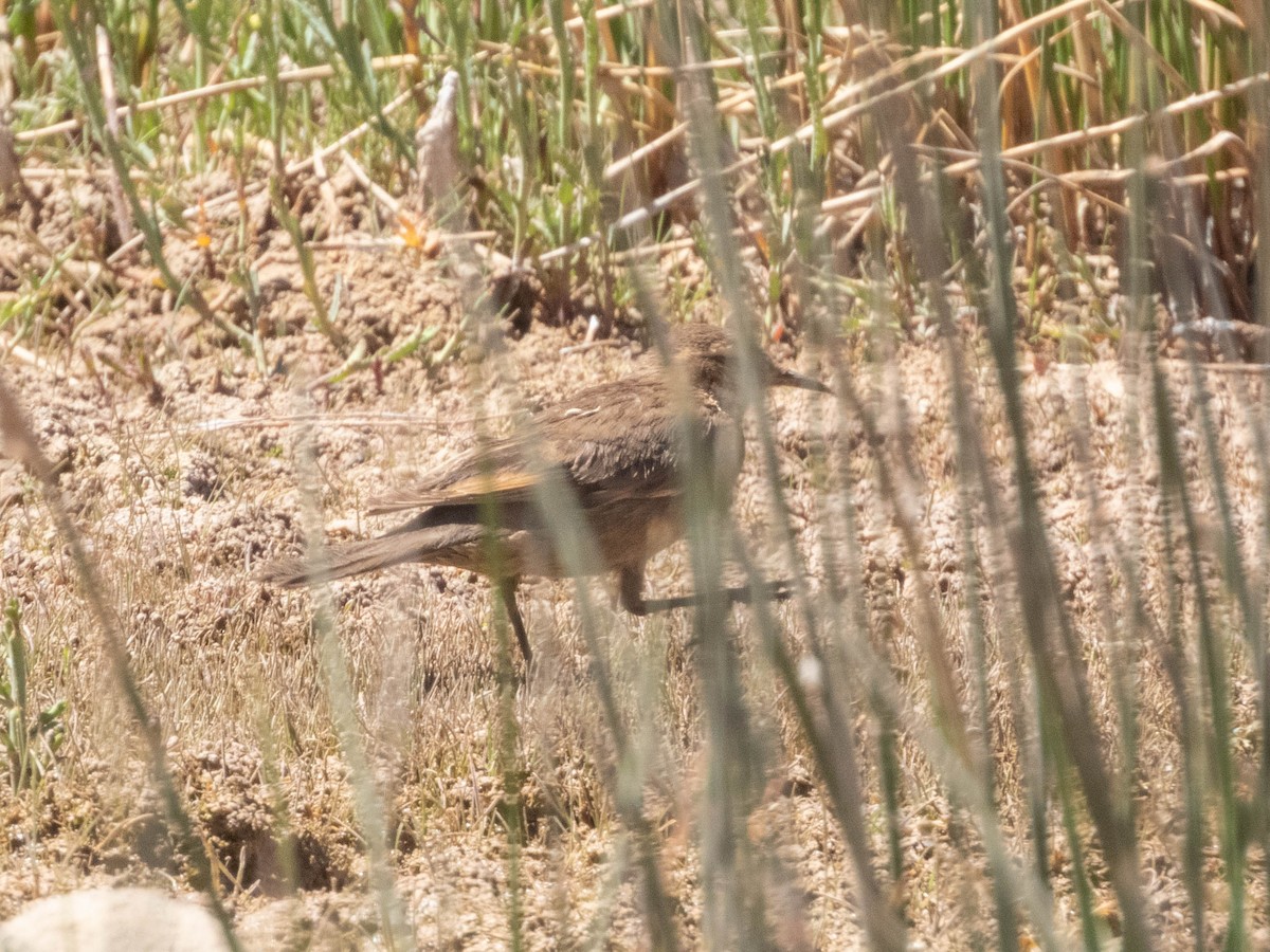 Buff-winged Cinclodes - ML638214796