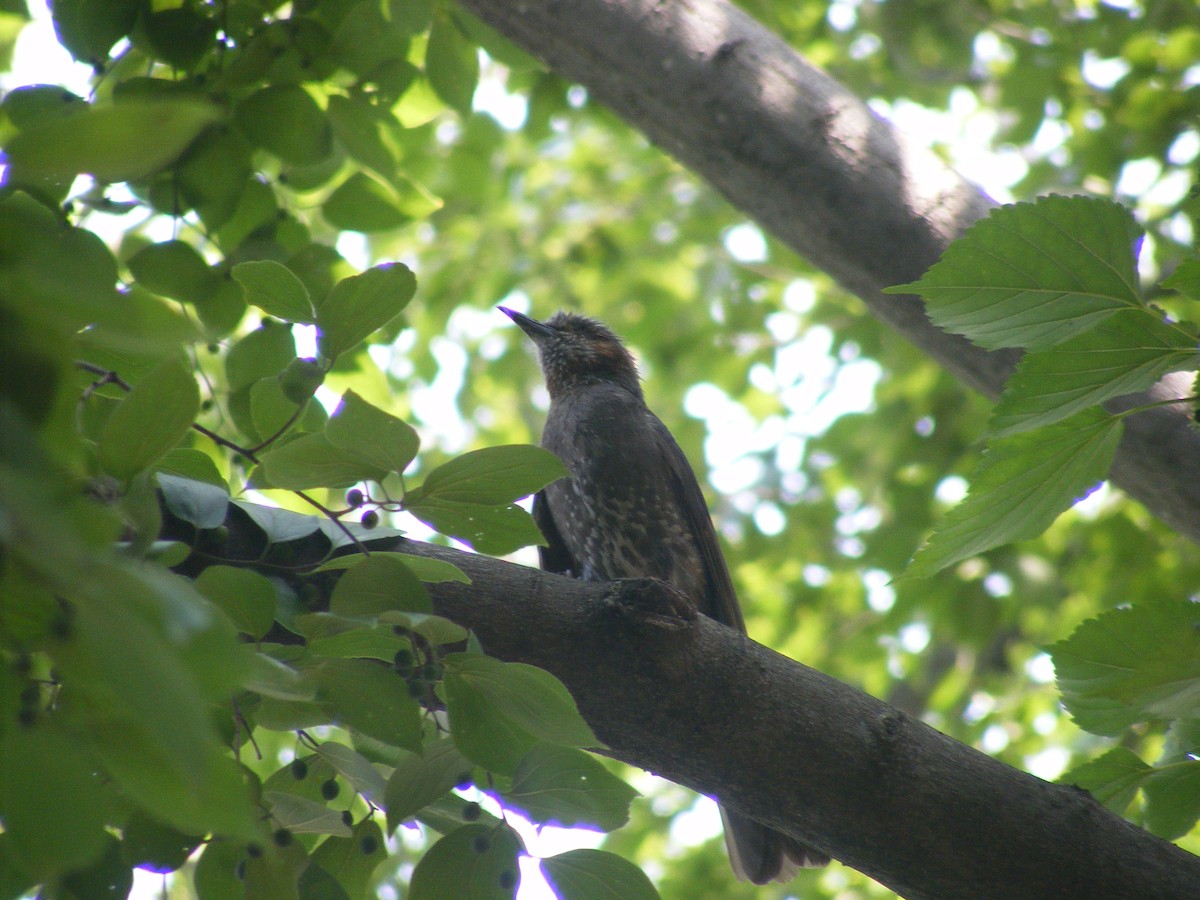 Bulbul à oreillons bruns - ML638214798