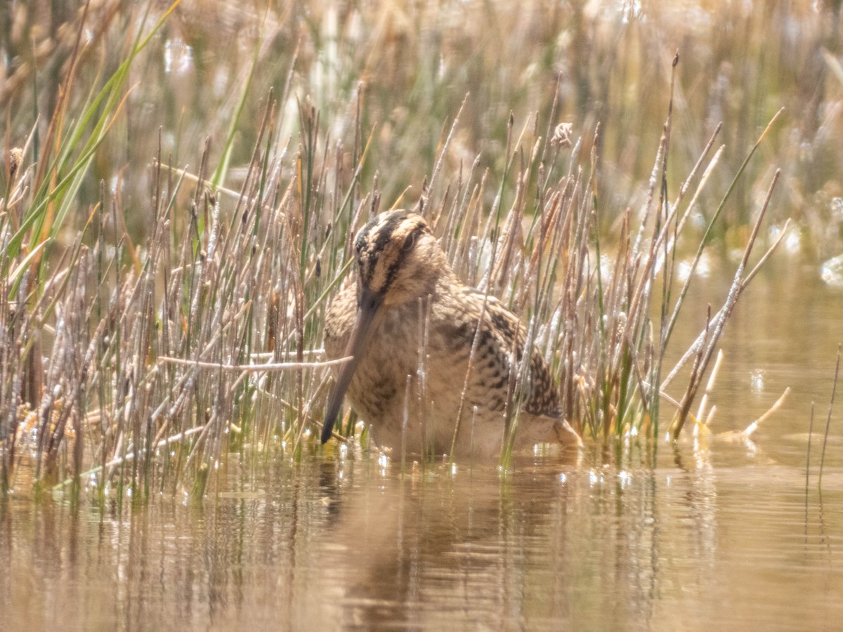 Magellanic Snipe - ML638214804