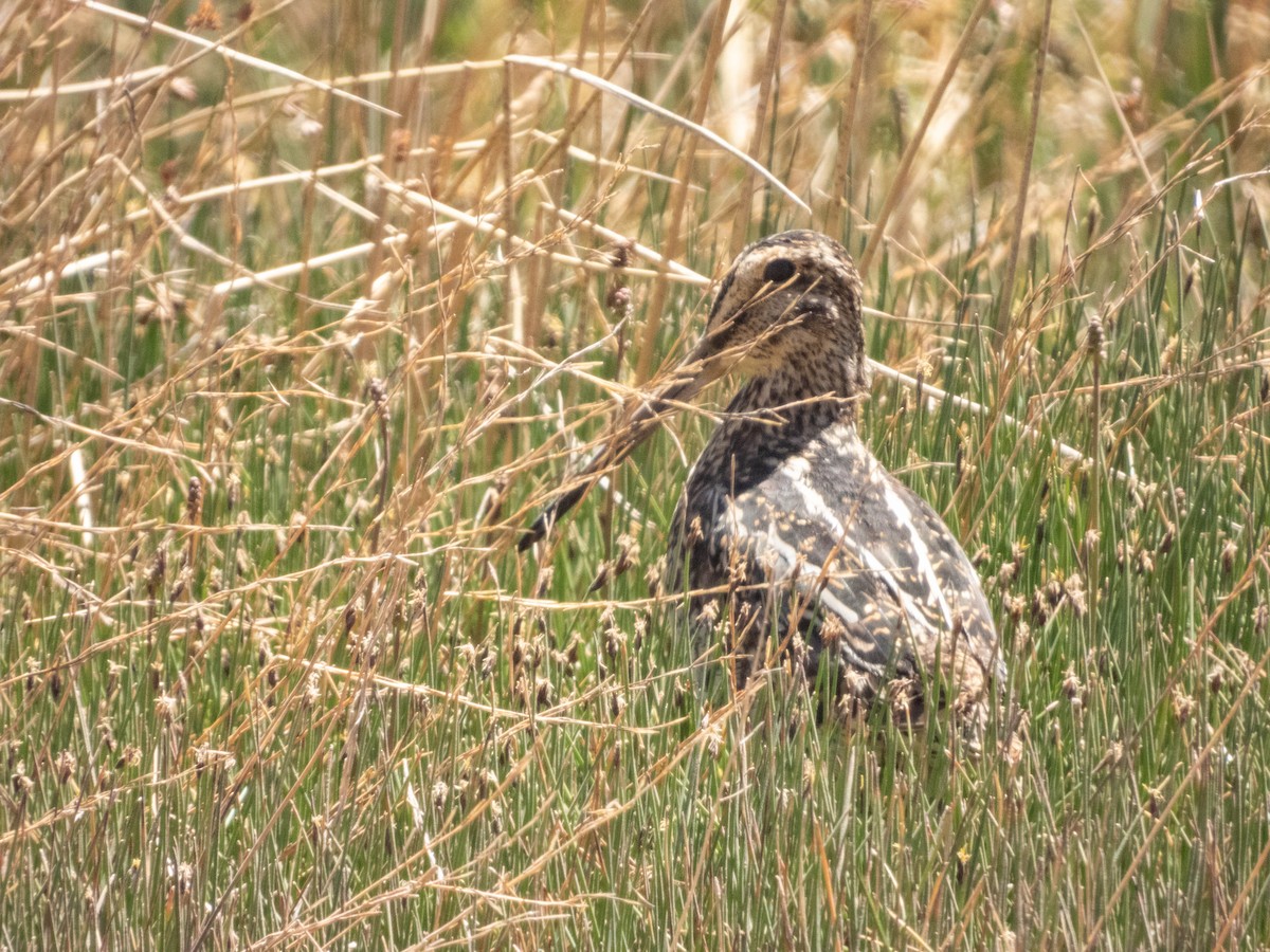Magellanic Snipe - ML638214806