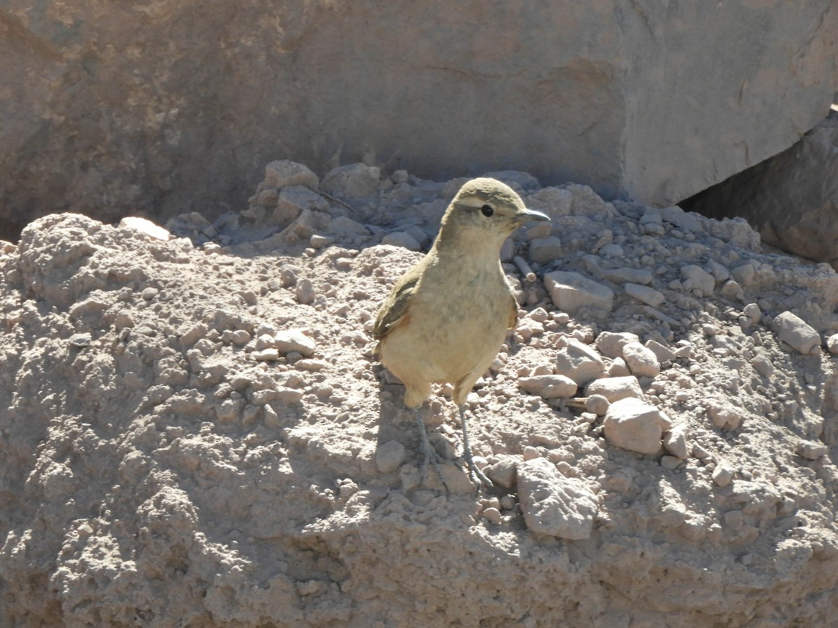 Rufous-banded Miner - ML638214819