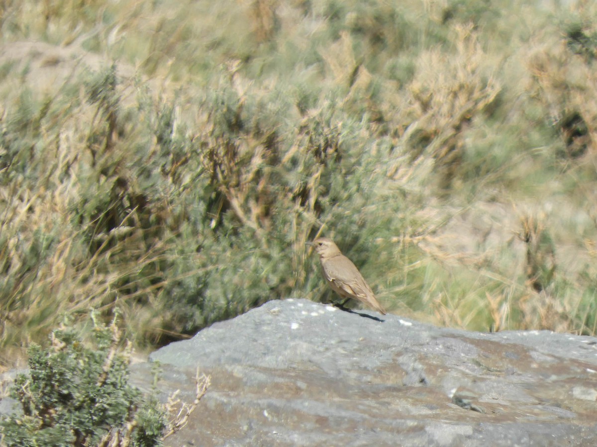 Rufous-banded Miner - ML638214820