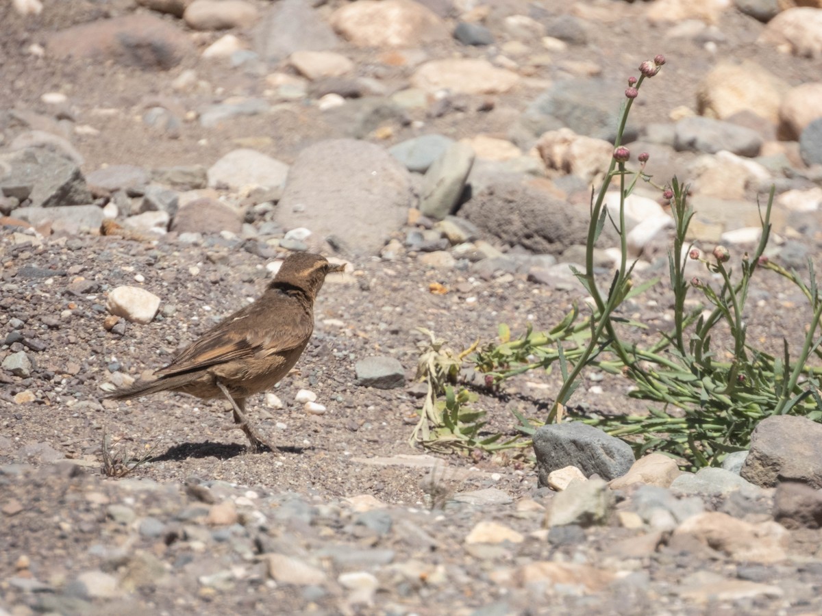 Rufous-banded Miner - ML638214821