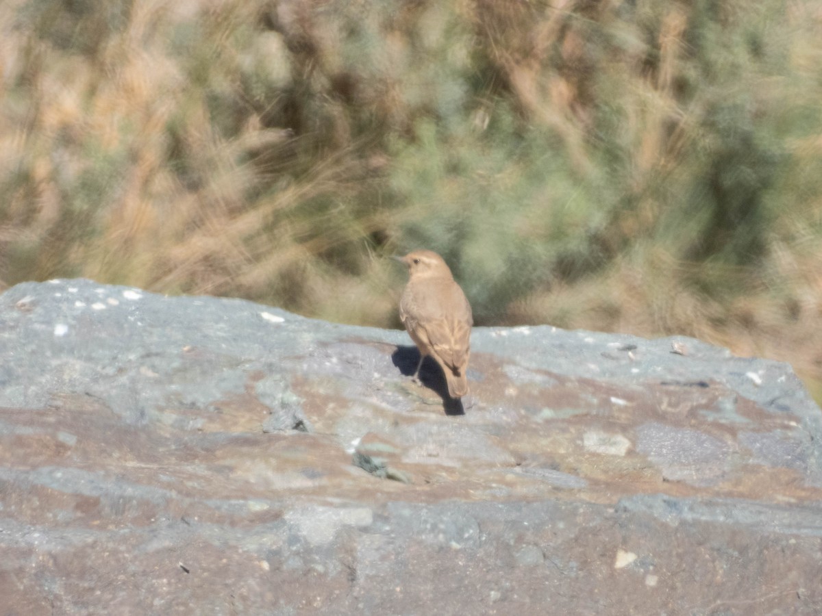 Rufous-banded Miner - ML638214822