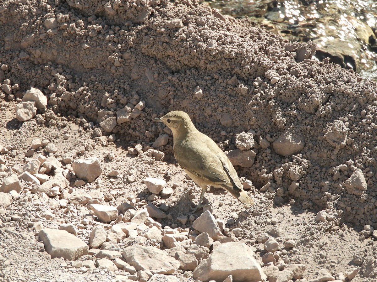 Rufous-banded Miner - ML638214823