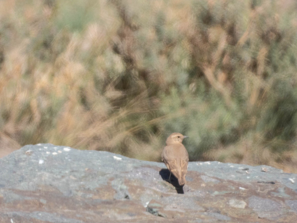 Rufous-banded Miner - ML638214824