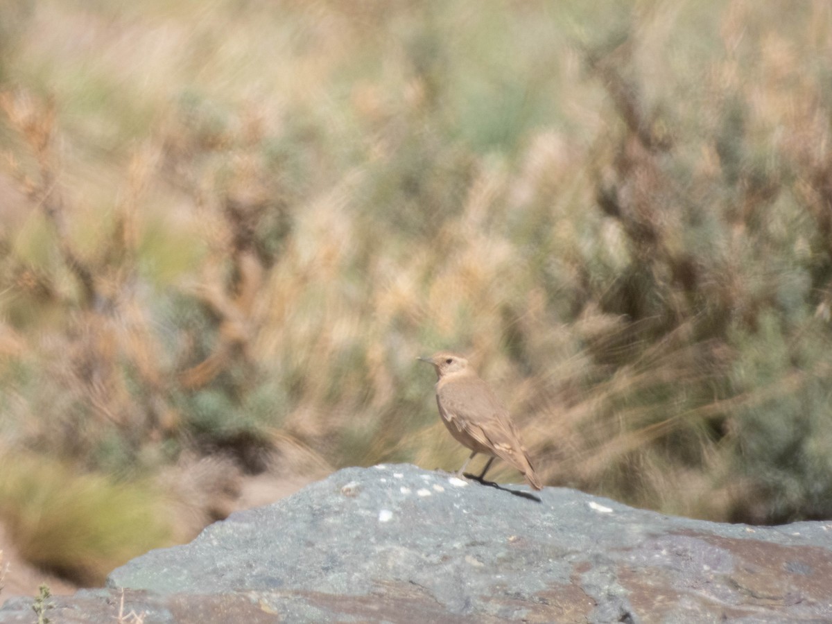 Rufous-banded Miner - ML638214825