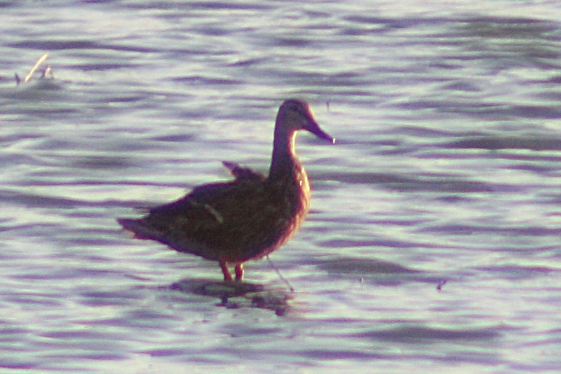 Mexican Duck - ML638214827