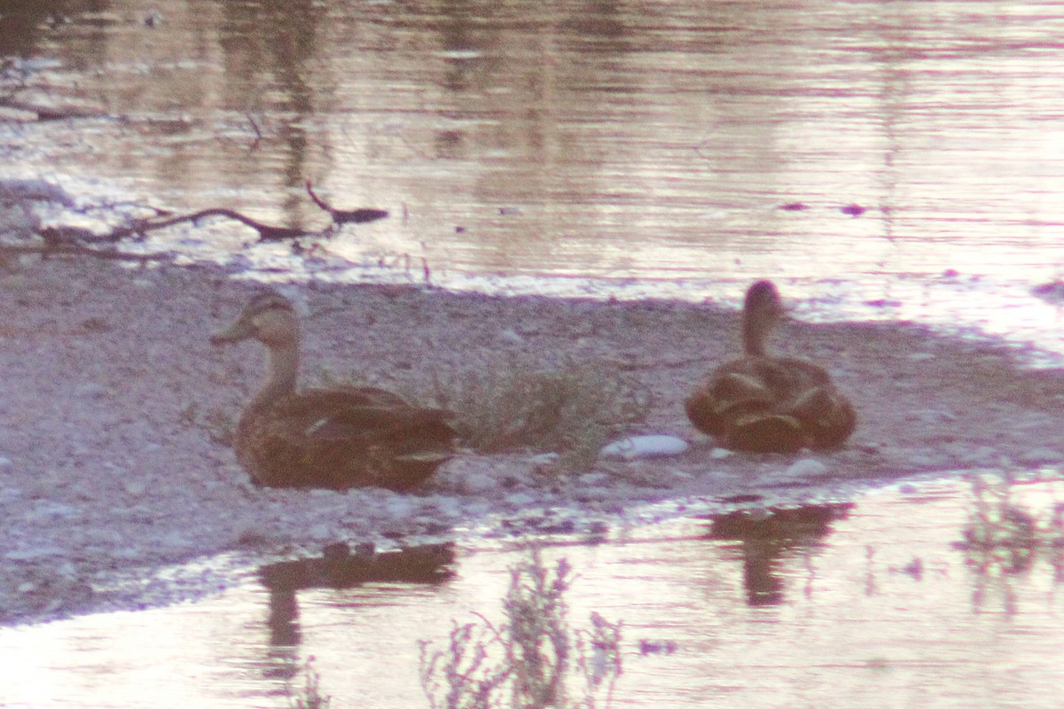 Mexican Duck - ML638214828