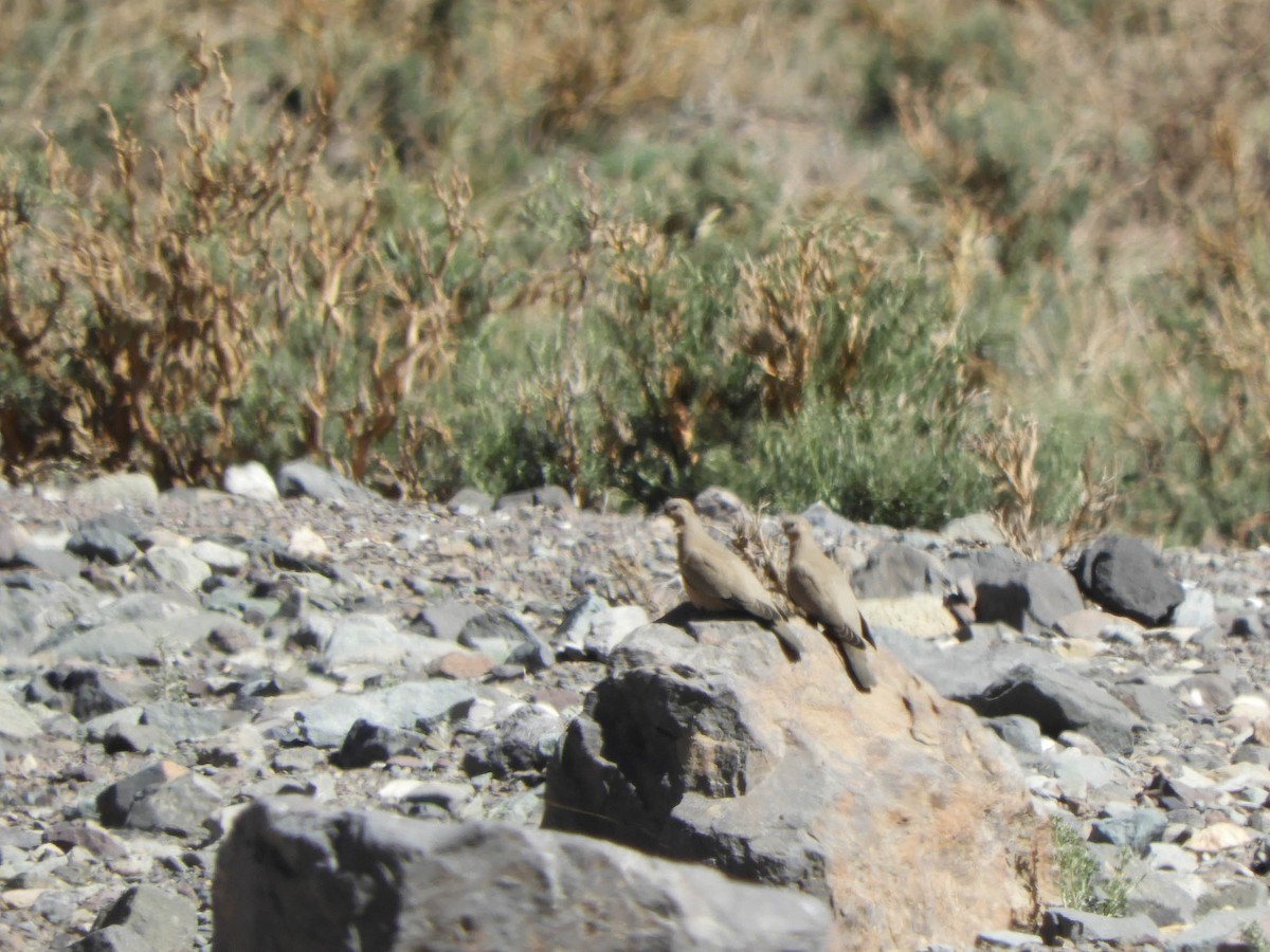 Black-winged Ground Dove - ML638214835