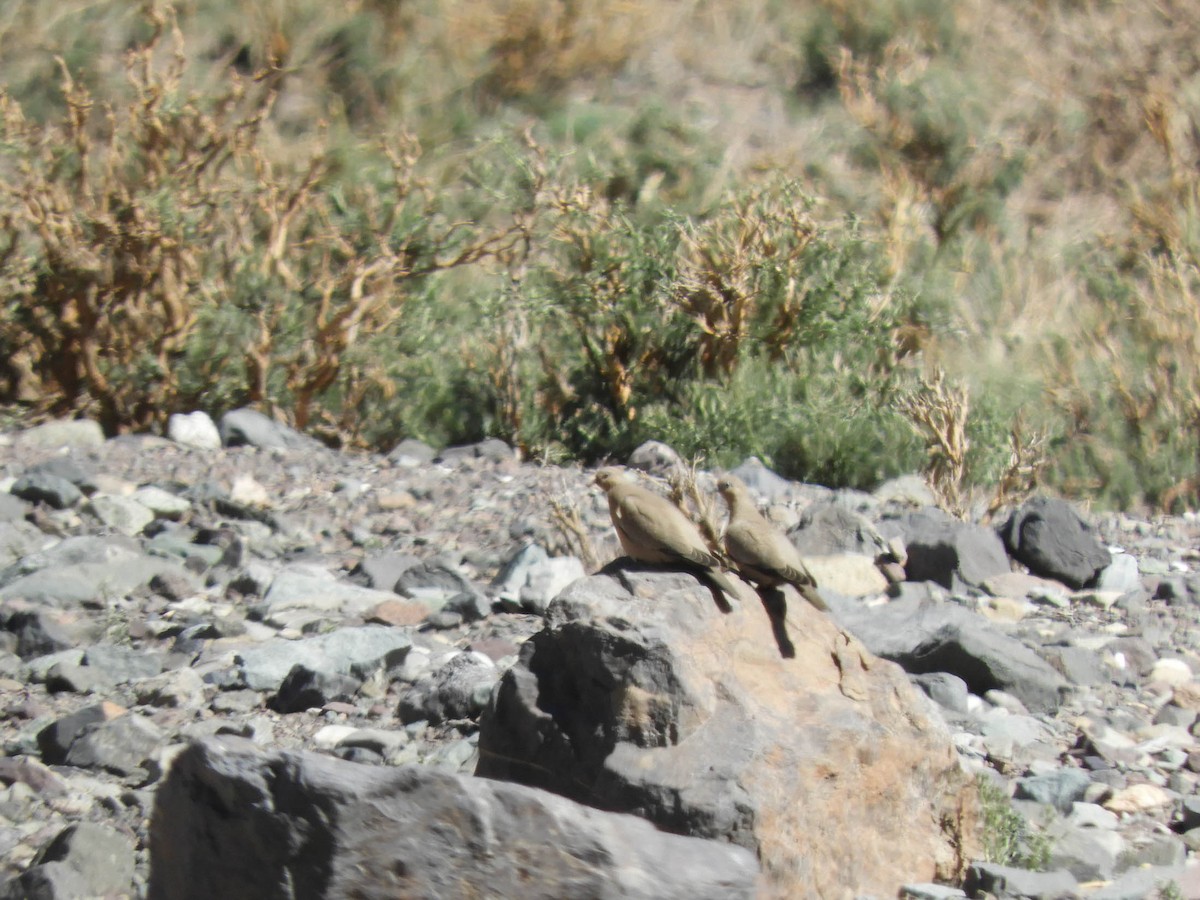 Black-winged Ground Dove - ML638214836