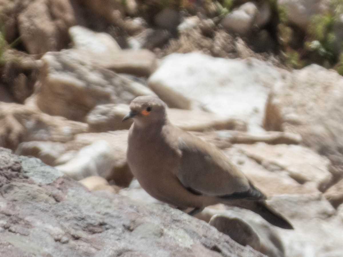 Black-winged Ground Dove - ML638214837