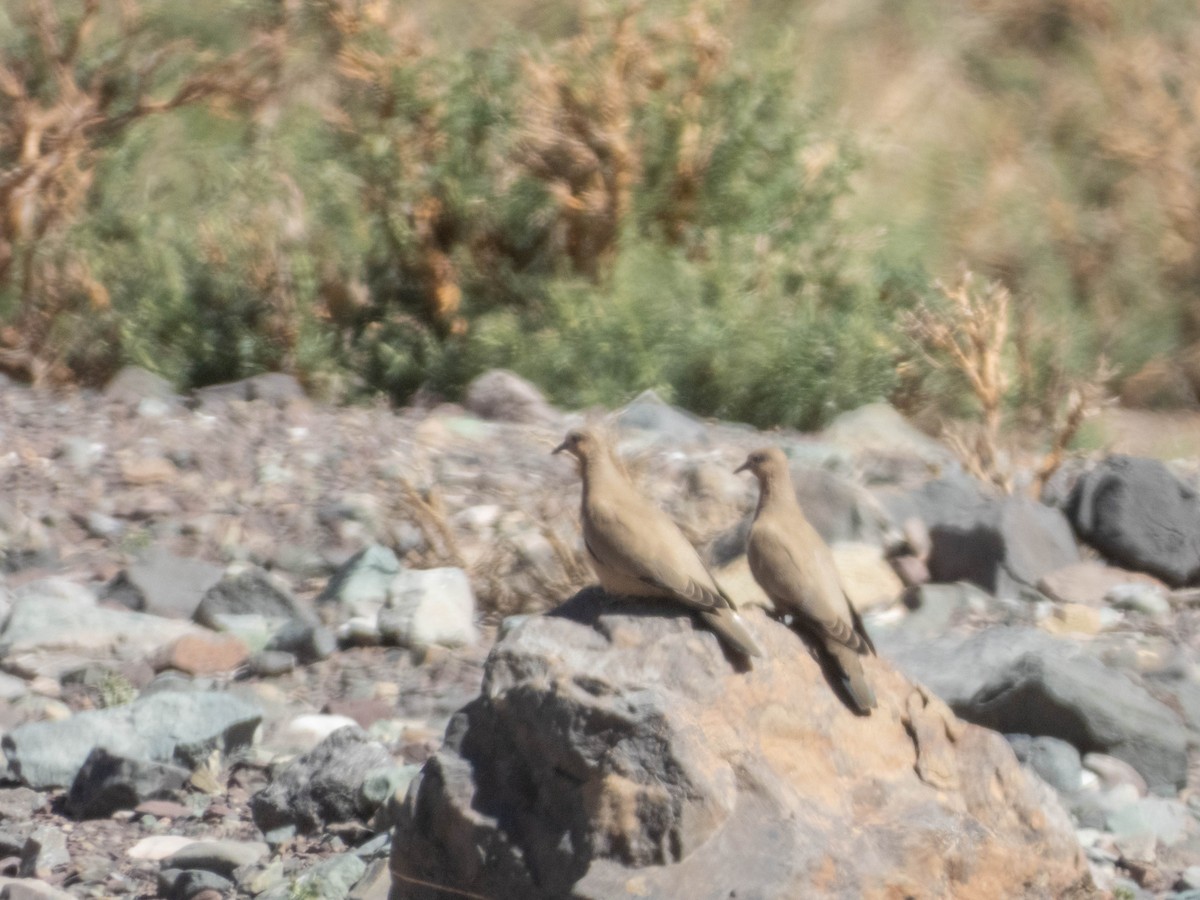 Black-winged Ground Dove - ML638214838