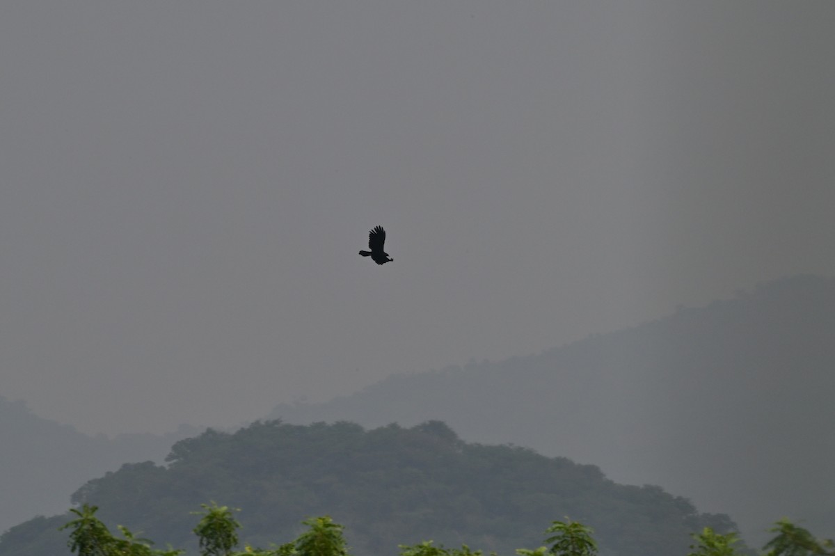Black Eagle - ML638214868