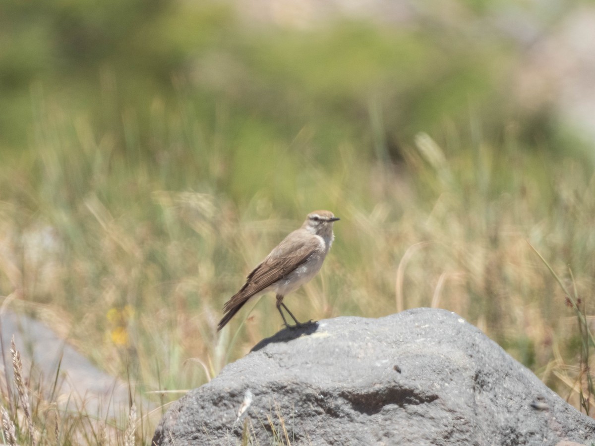 White-browed Ground-Tyrant - ML638214879