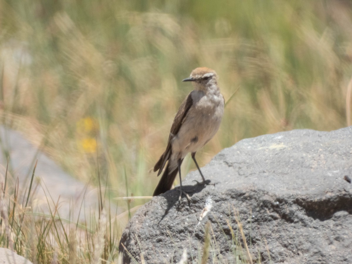 White-browed Ground-Tyrant - ML638214880