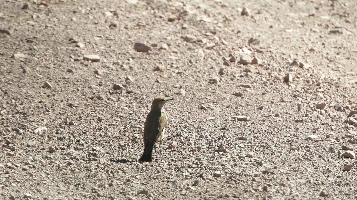 White-browed Ground-Tyrant - ML638214881