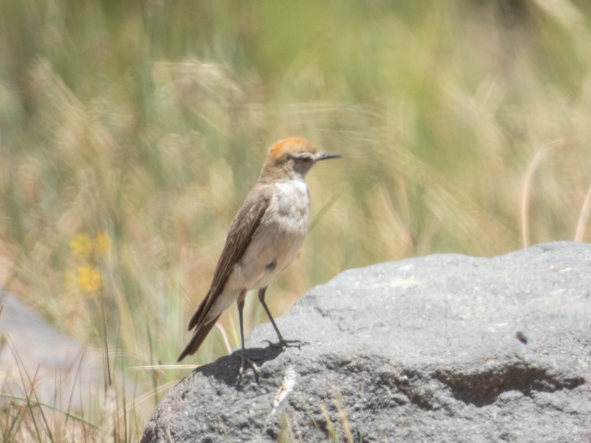 White-browed Ground-Tyrant - ML638214882