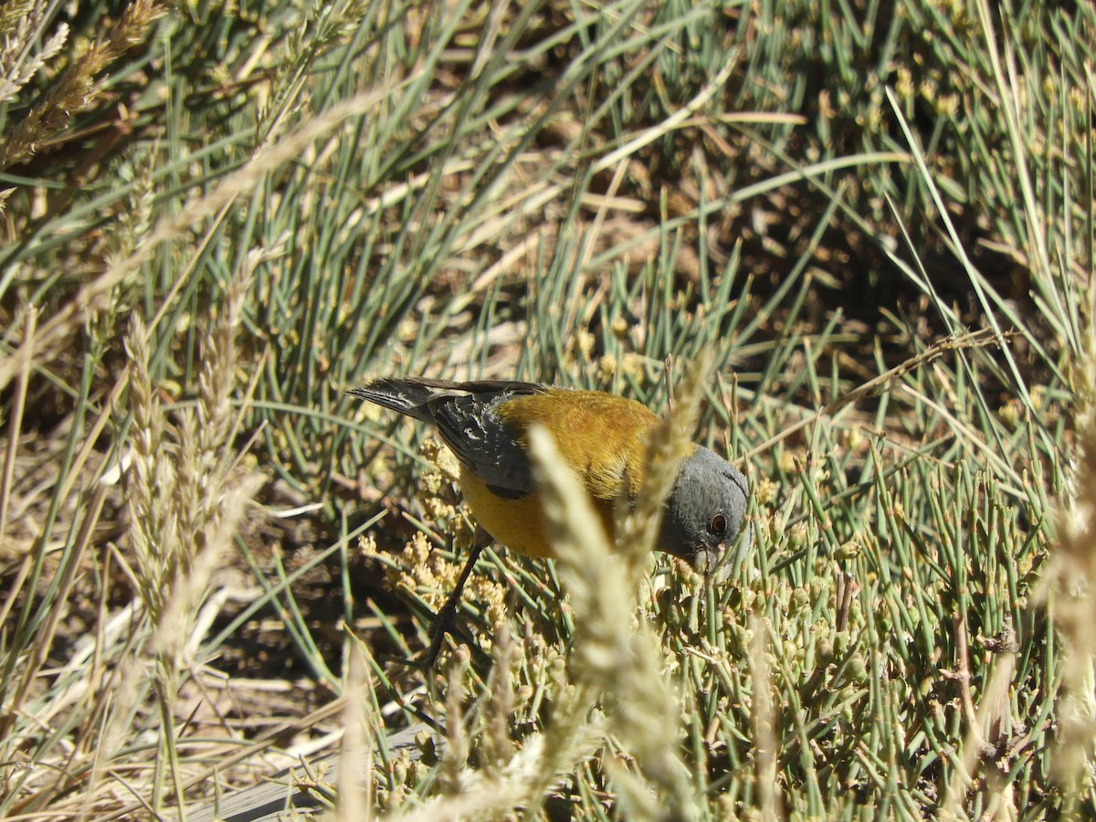 Gray-hooded Sierra Finch - ML638214883