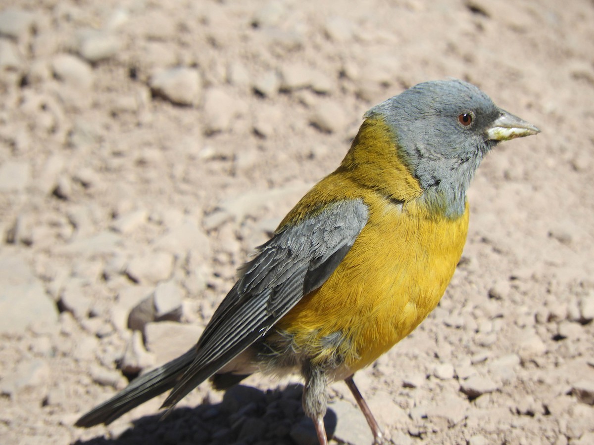 Gray-hooded Sierra Finch - ML638214884