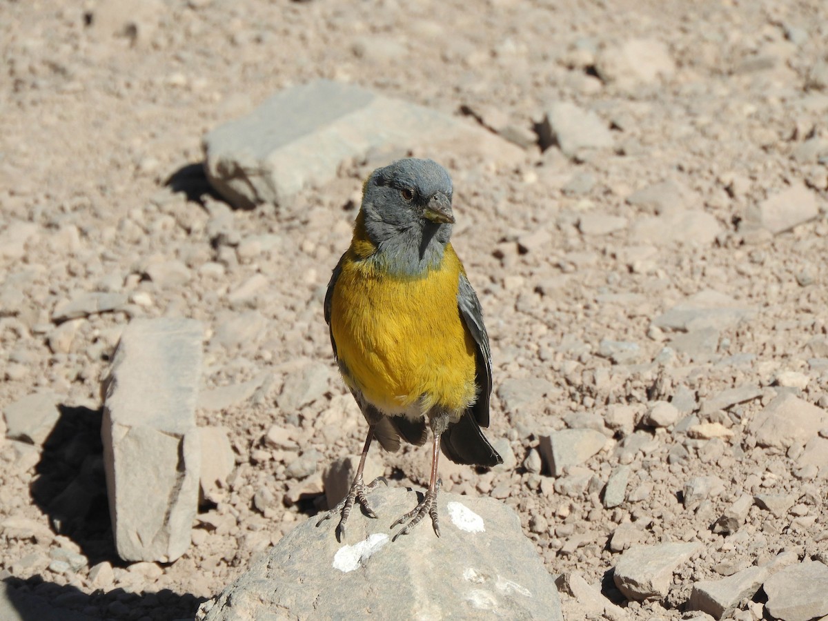 Gray-hooded Sierra Finch - ML638214885