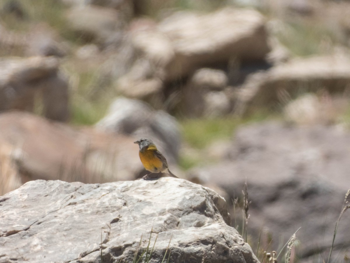 Gray-hooded Sierra Finch - ML638214886