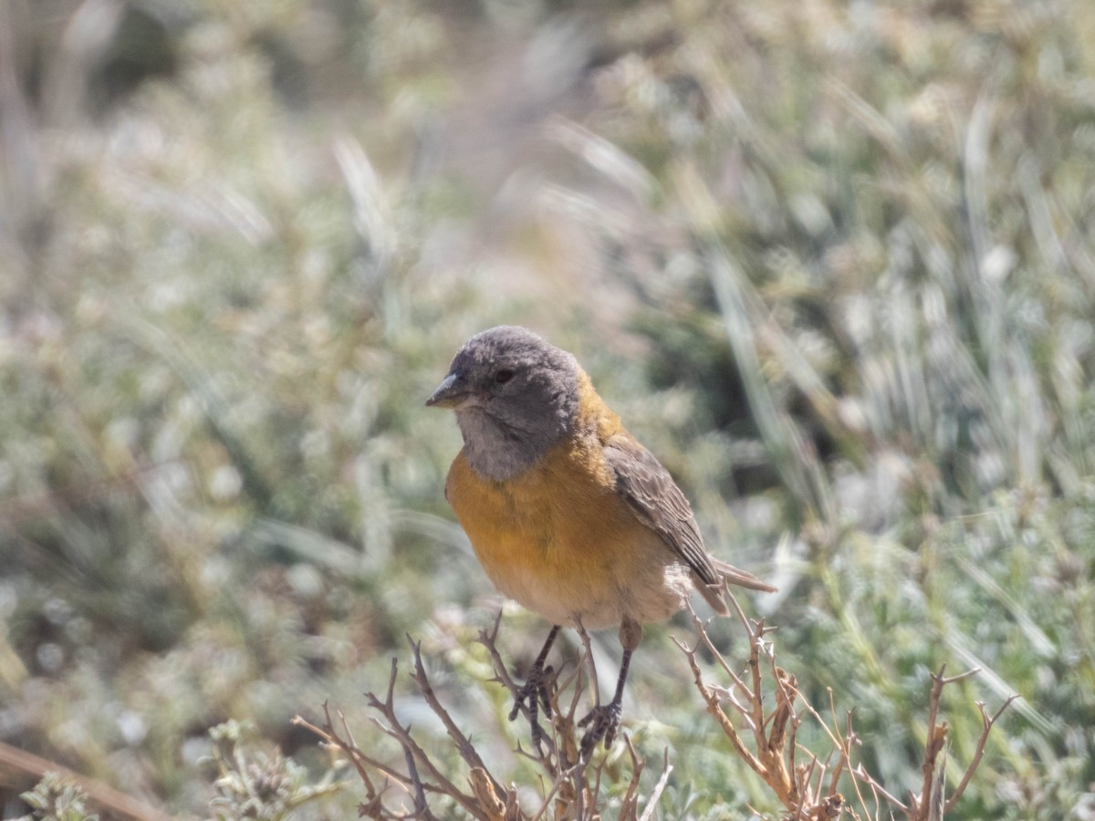 Gray-hooded Sierra Finch - ML638214887