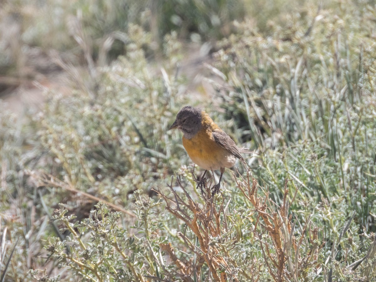 Gray-hooded Sierra Finch - ML638214888