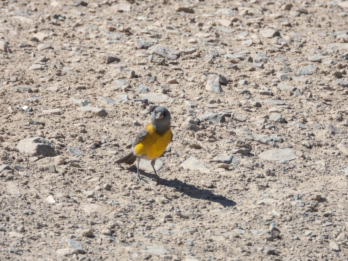 Gray-hooded Sierra Finch - ML638214889