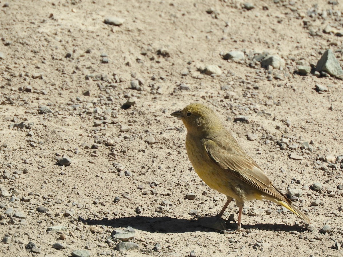 Greater Yellow-Finch - ML638214899