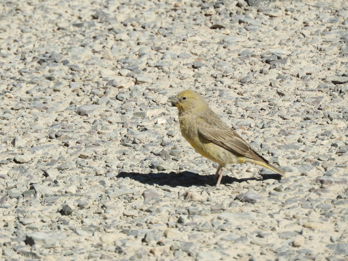 Greater Yellow-Finch - ML638214900