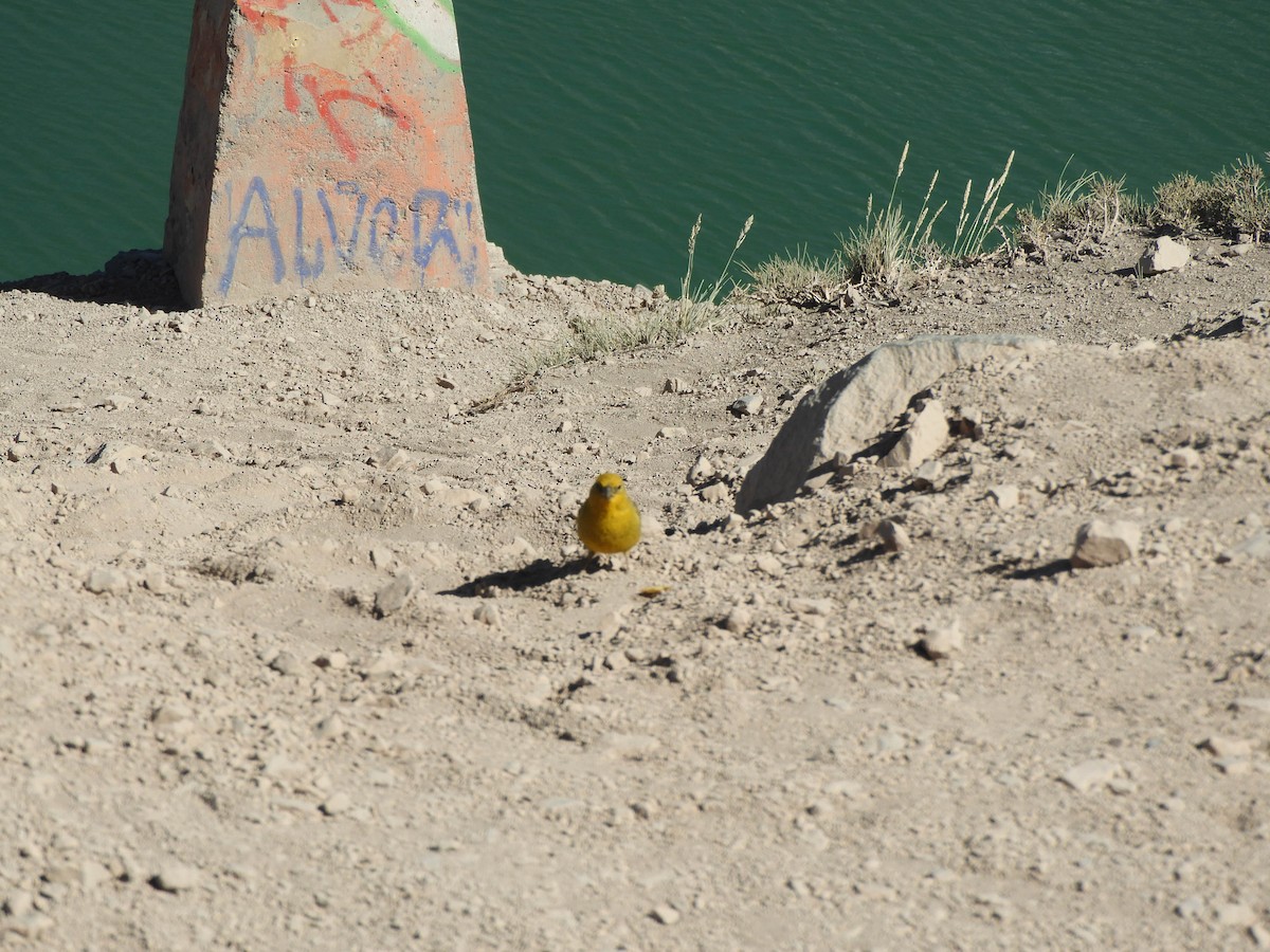 Greater Yellow-Finch - ML638214901