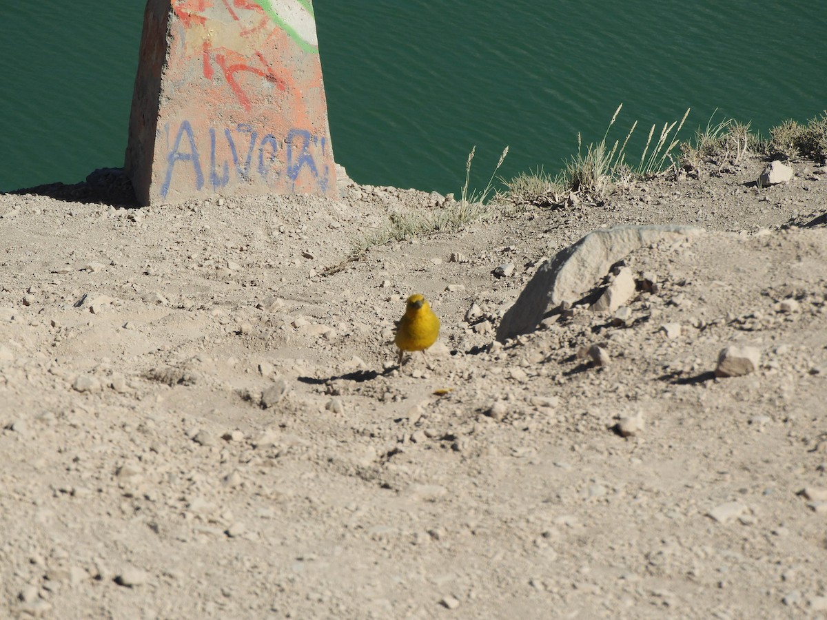 Greater Yellow-Finch - ML638214902