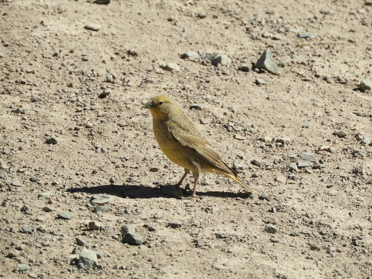 Greater Yellow-Finch - ML638214903