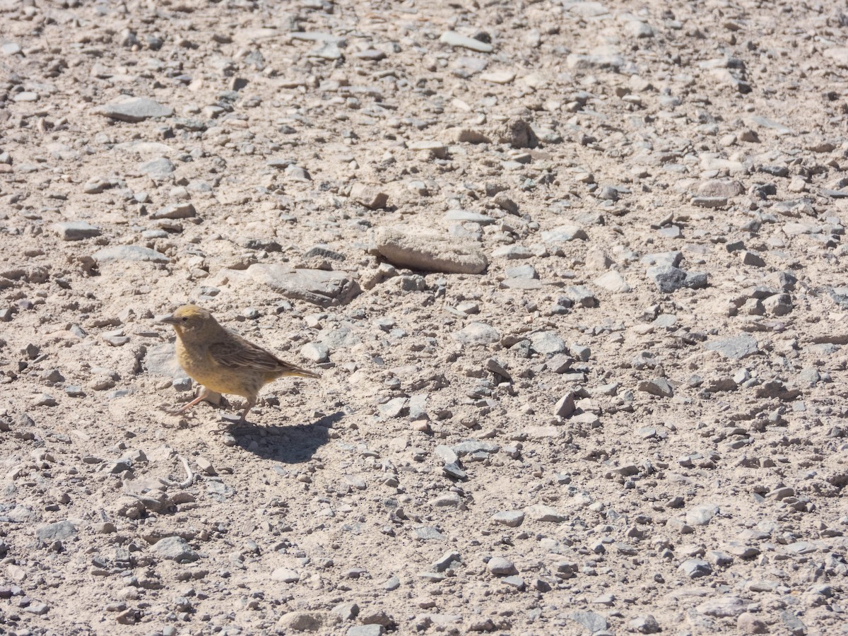 Greater Yellow-Finch - ML638214905