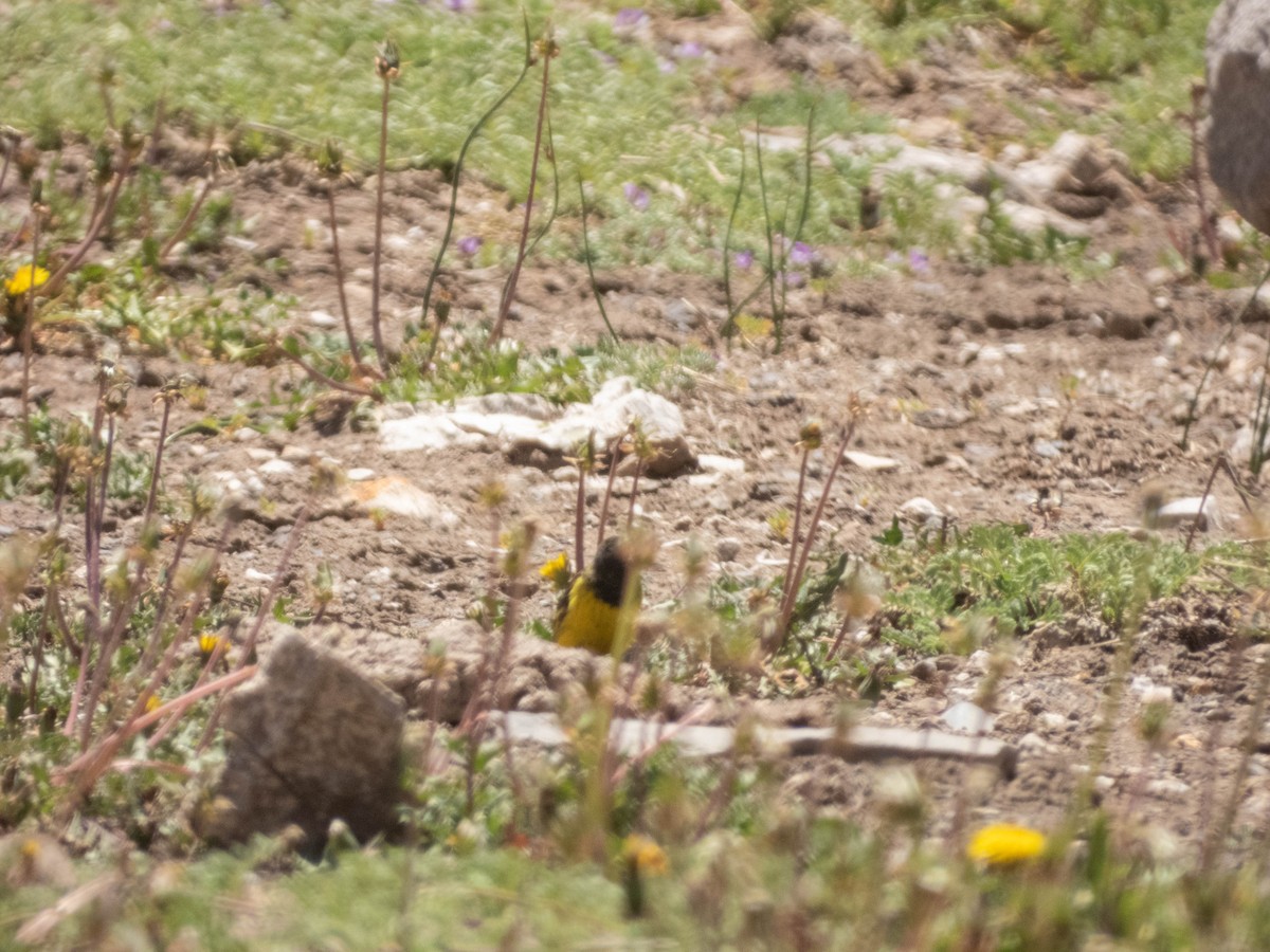 Yellow-rumped Siskin - ML638214911