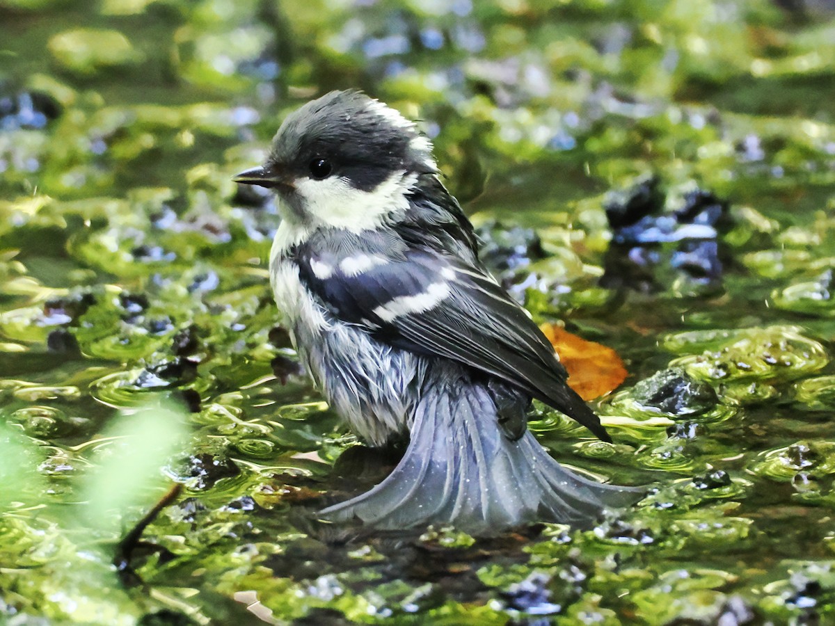 Coal Tit - ML638214943