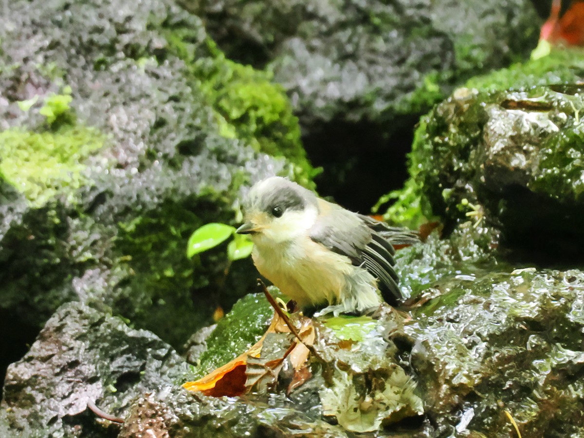 Varied Tit - ML638214952