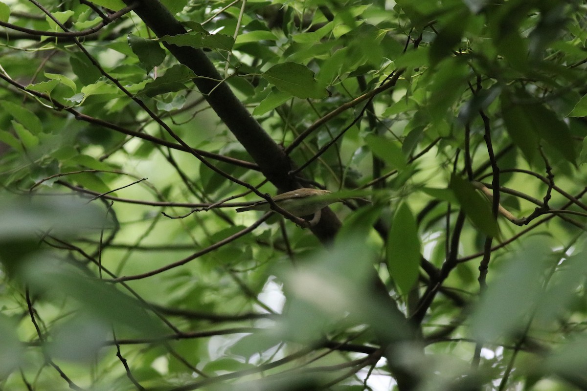 Kamchatka Leaf Warbler - ML638214954