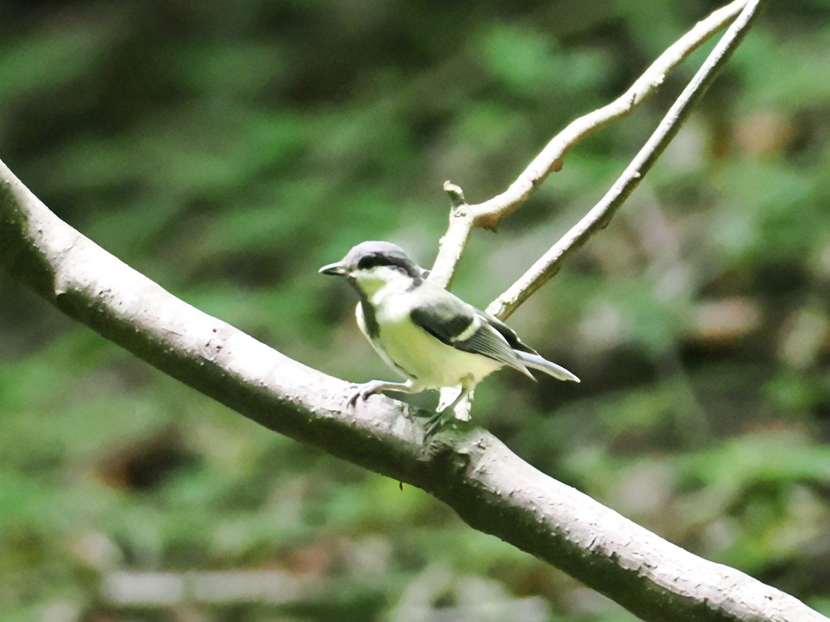 Asian Tit - ML638214958