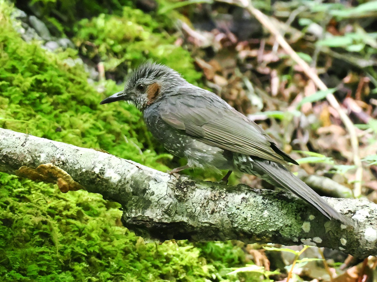 Bulbul à oreillons bruns - ML638214969