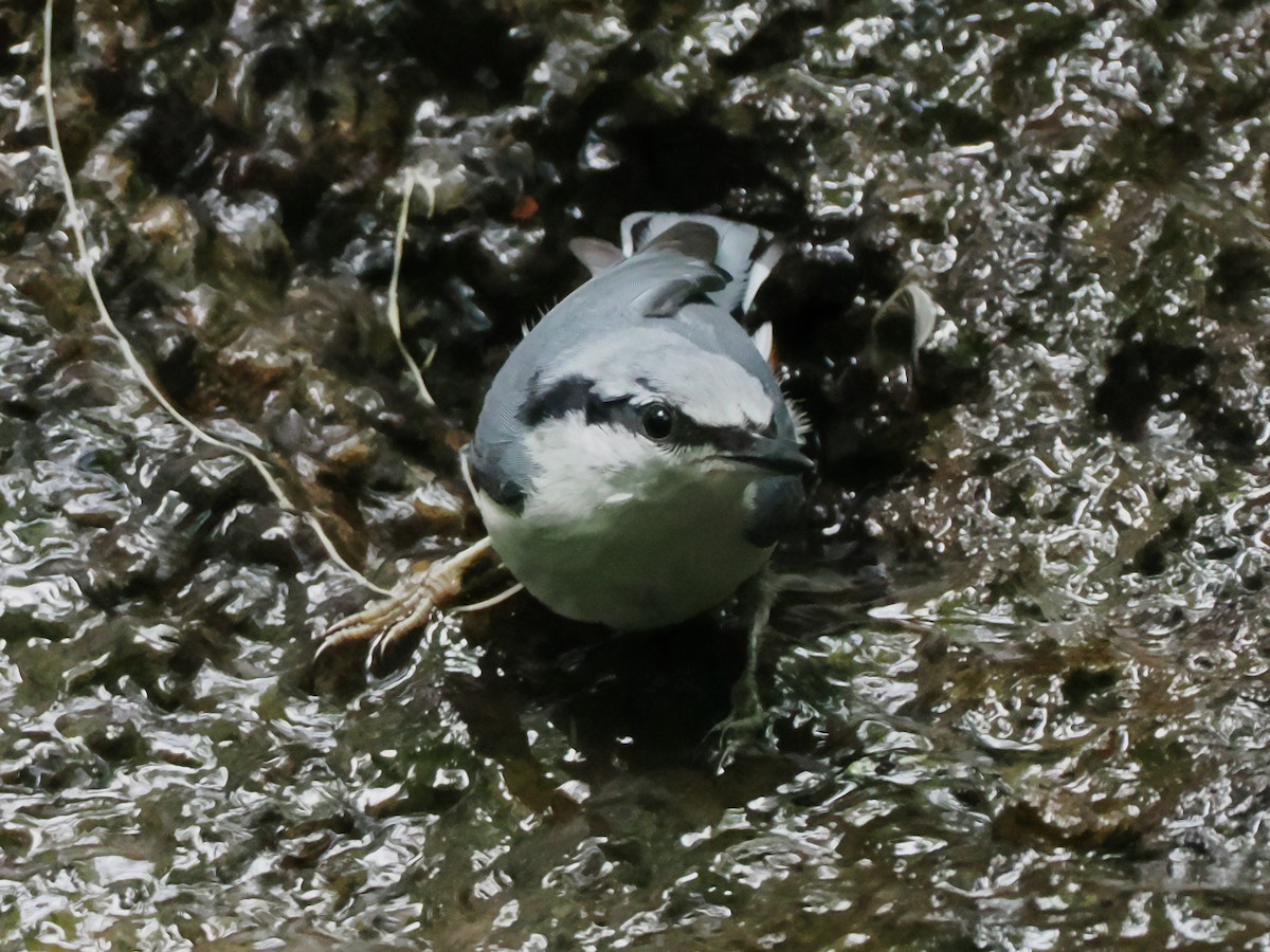 Eurasian Nuthatch - ML638214998