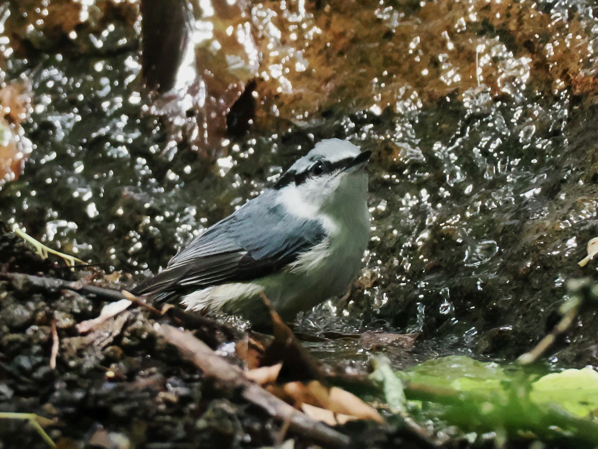Eurasian Nuthatch - ML638214999